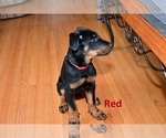 Puppy Puppy 3 Beauceron