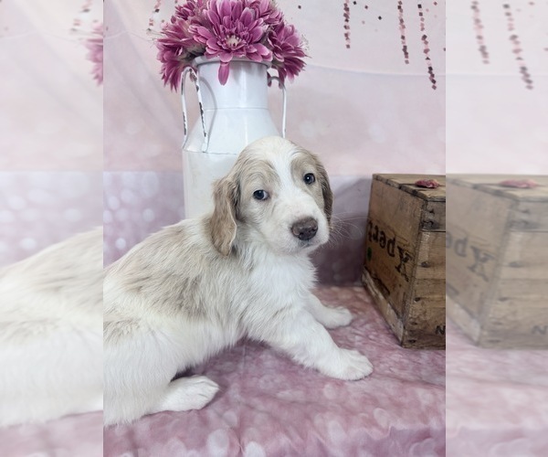 Medium Photo #94 Aussie-Poo-Goldendoodle Mix Puppy For Sale in COMMERCE, MI, USA