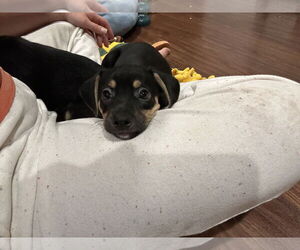 Chihuahua-Unknown Mix Dogs for adoption in Plainfield, IL, USA