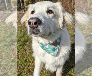 Izzy - Female Great Pyrenees Dog for Adoption - Photo #8