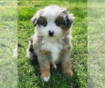 Small Photo #1 Miniature Australian Shepherd Puppy For Sale in IBERIA, MO, USA