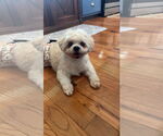 Small Shih Tzu