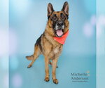 Small German Shepherd Dog