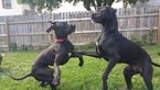 Small Photo #1 Great Dane Puppy For Sale in LEWISBURG, PA, USA