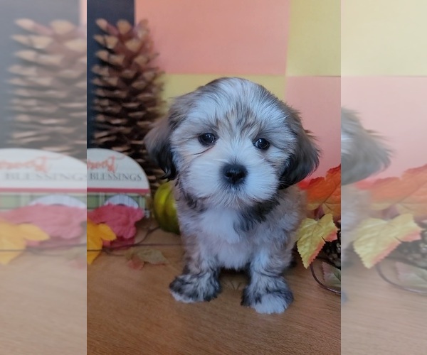 Medium Photo #2 Lhasa Apso Puppy For Sale in PHOENIX, AZ, USA