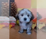 Small #1 Lhasa Apso