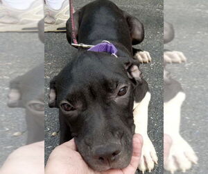 Medium Boxer Mix