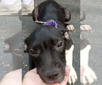 Small Boxer Mix