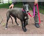 Small #3 Greyhound