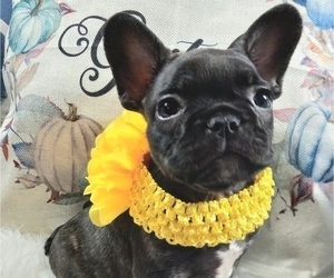 French Bulldog Puppy for sale in CARTHAGE, TX, USA