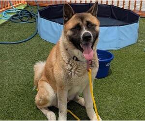 Akita-Unknown Mix Dogs for adoption in Las Vegas, NV, USA