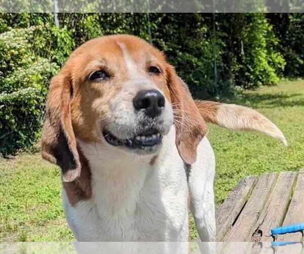 Medium Photo #1 Mutt Puppy For Sale in Anniston, AL, USA