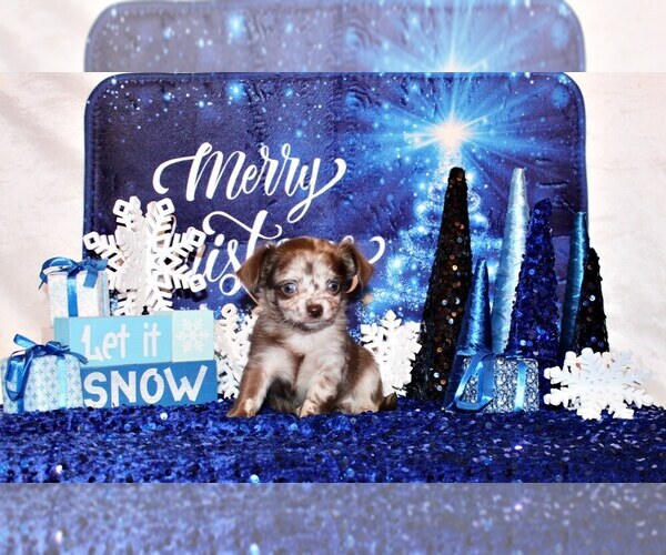 Medium Photo #55 Chihuahua Puppy For Sale in CHARLESTON, AR, USA