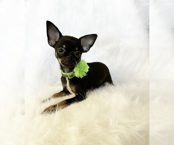 Medium Photo #2 Chihuahua Puppy For Sale in SACRAMENTO, CA, USA