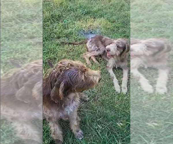 Medium Photo #4 German Wirehaired Pointer Puppy For Sale in Scottsboro, AL, USA