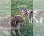Small #3 German Wirehaired Pointer