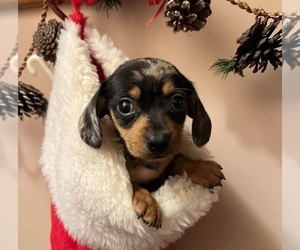 Dachshund Puppy for Sale in CONVOY, Ohio USA