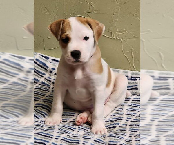 Medium Photo #9 Boxer-Unknown Mix Puppy For Sale in Hinton, WV, USA