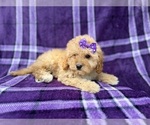 Small #7 Cavapoo (Miniature)
