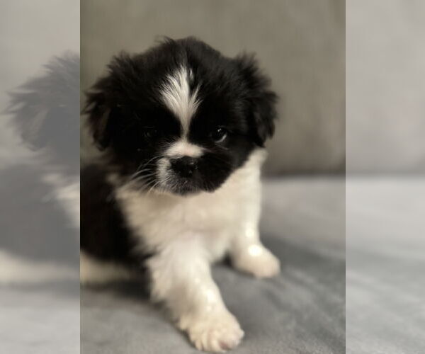 Medium Photo #1 Peke-A-Poo Puppy For Sale in Pacolet, SC, USA