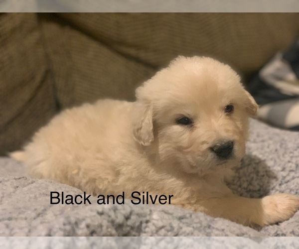 Medium Photo #20 Pyredoodle Puppy For Sale in MARION, IN, USA