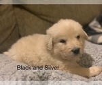 Small Photo #20 Pyredoodle Puppy For Sale in MARION, IN, USA