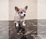 Small Photo #4 Pembroke Welsh Corgi Puppy For Sale in DES PLAINES, IL, USA