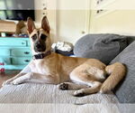 Small #1 German Shepherd Dog Mix