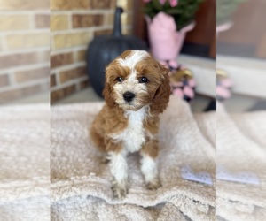 Cavapoo Puppy for sale in ADDISON, IL, USA