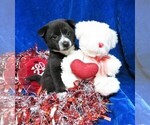 Small Photo #1 Pom-Shi Puppy For Sale in HARTVILLE, MO, USA