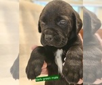 Puppy Puppy 7 Cane Corso