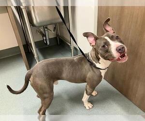 American Pit Bull Terrier Dogs for adoption in Baytown, TX, USA