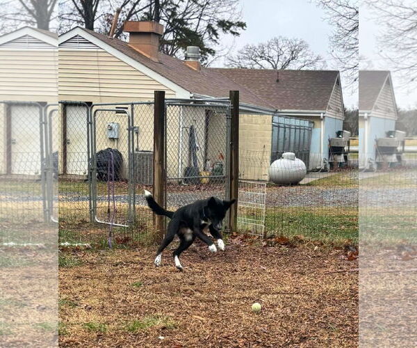 Medium Photo #9 Beagle-Unknown Mix Puppy For Sale in Rustburg, VA, USA