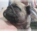 Small Photo #18 Pug Puppy For Sale in HILLSDALE, MI, USA