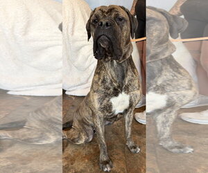 Bullmastiff Dogs for adoption in Goodyear, AZ, USA