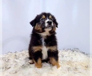 Australian Shepherd Puppy for sale in WADDELL, AZ, USA