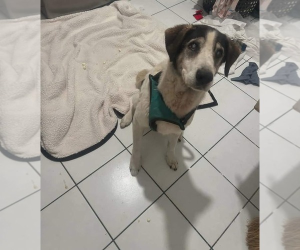 Medium Photo #1 Mutt Puppy For Sale in Gulfport, MI, USA