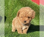 Small #14 Poodle (Toy)