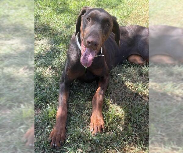 Medium Photo #2 Doberman Pinscher Puppy For Sale in Riverside, CA, USA