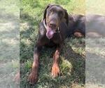 Small #1 Doberman Pinscher