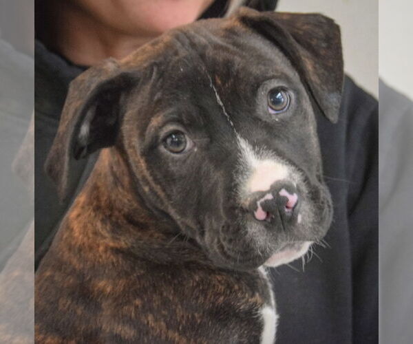 Medium Photo #6 American Staffordshire Terrier-Boxer Mix Puppy For Sale in Huntley, IL, USA