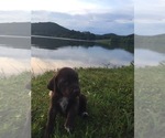 Small Photo #6 German Shorthaired Pointer Puppy For Sale in SUMMERSVILLE, WV, USA