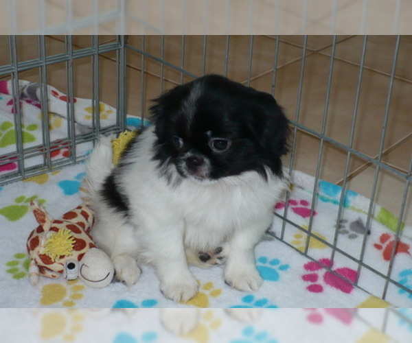 Medium Photo #5 Japanese Chin Puppy For Sale in ORO VALLEY, AZ, USA