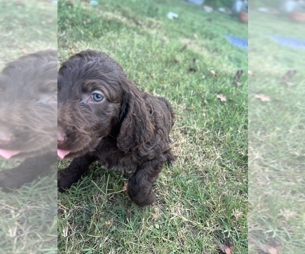 Medium Photo #7 Goldendoodle-Poodle (Standard) Mix Puppy For Sale in SILOAM SPRINGS, AR, USA