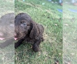 Small Photo #7 Goldendoodle-Poodle (Standard) Mix Puppy For Sale in SILOAM SPRINGS, AR, USA