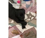 Small Photo #4 Borador Puppy For Sale in ELLENSBURG, WA, USA