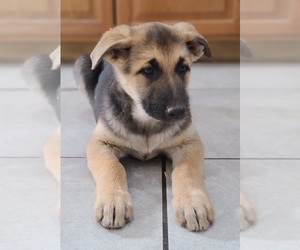 German Shepherd Dog Puppy for sale in WARREN, MA, USA