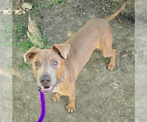 Medium Photo #5 Labmaraner Puppy For Sale in Huntley, IL, USA