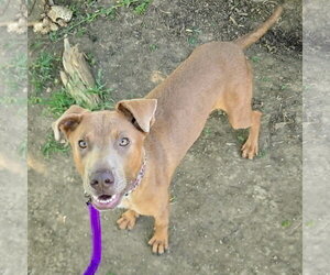 London - Female Labmaraner Dog for Adoption - Photo #5