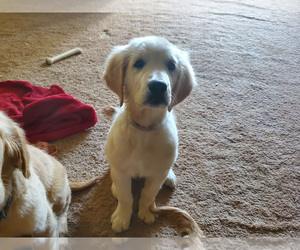 English Cream Golden Retriever Puppy for sale in CINCINNATI, OH, USA